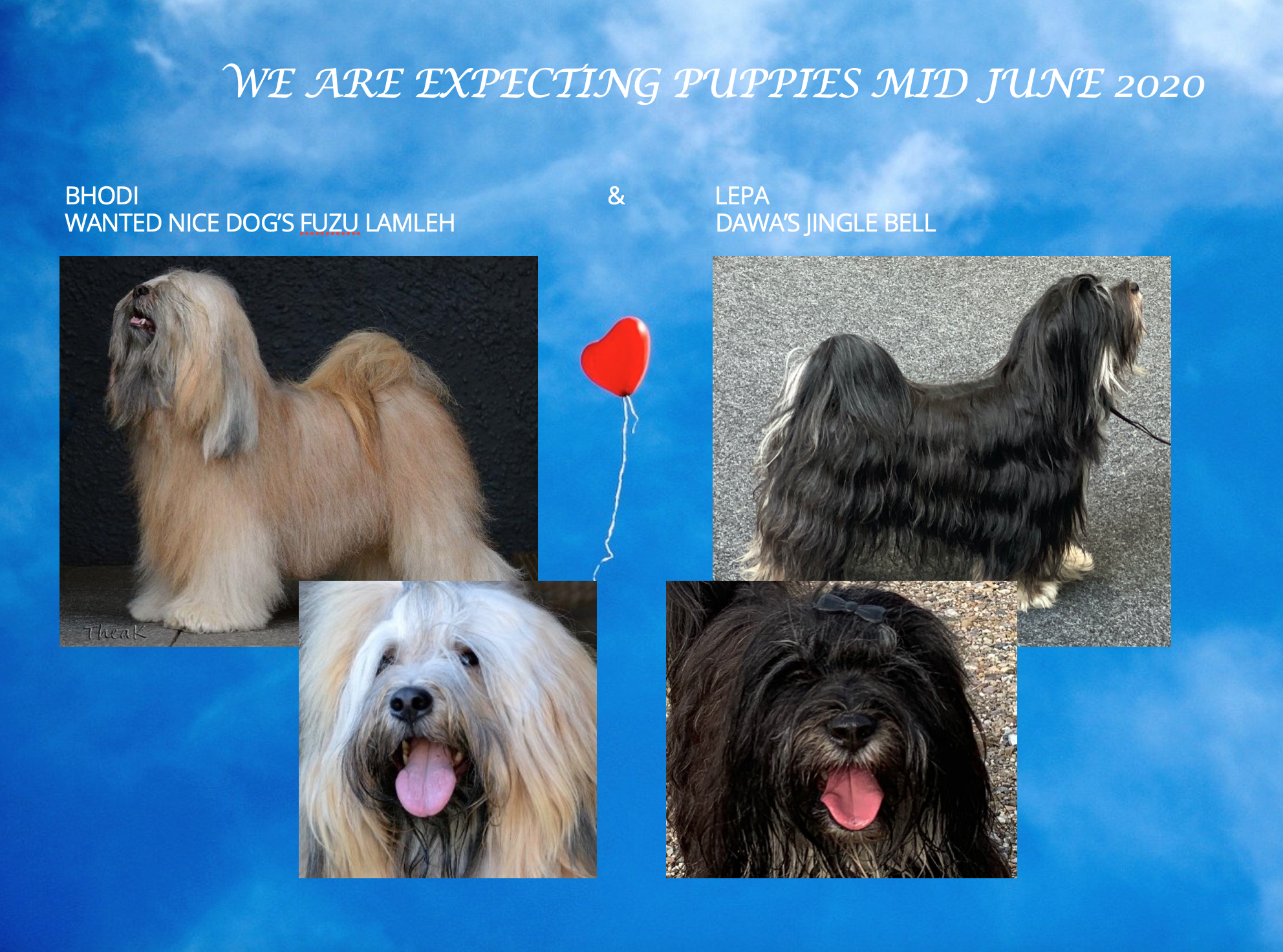 wanted nice dogs tibetan terrier